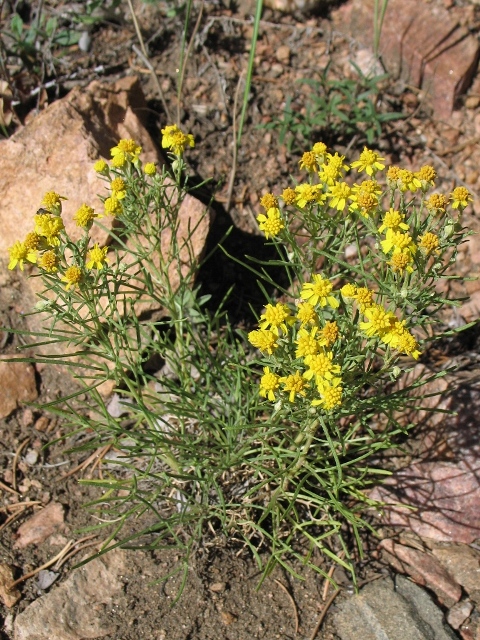 Hymenoxys richardsonii